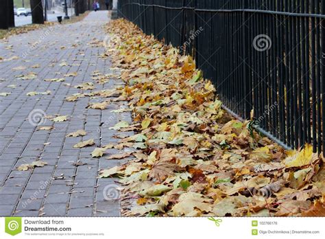 Pavement With Sidewalk Tiles At A Lattice Covered With Maple Leaves In