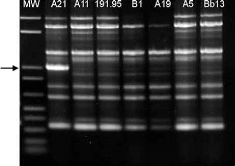 Figure 1 From Development Of An Isolate Specific Marker For Tracking