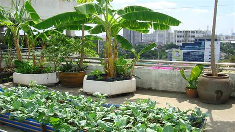 Rooftop Vegetable Garden Ideas Hawk Haven