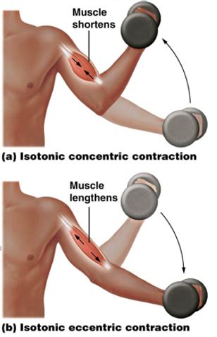 G Demonstrate Isotonic And Isometric Contraction And Interpret