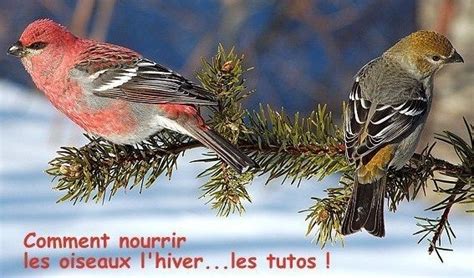 Comment Nourrir Les Oiseaux Pendant L Hiver Oiseaux Oiseaux Du