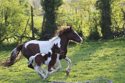 Lélevage de poneys Segala Levezou Equitation Chevaux Barbes