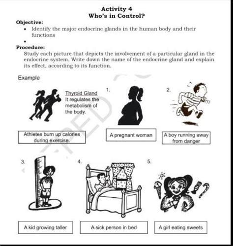 Objective Activity 4 Whos In Control • Identify The Major Endocrine Glands In The Human Body