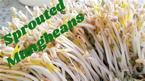 How To Grow Mung Bean Sprouts At Home Youtube