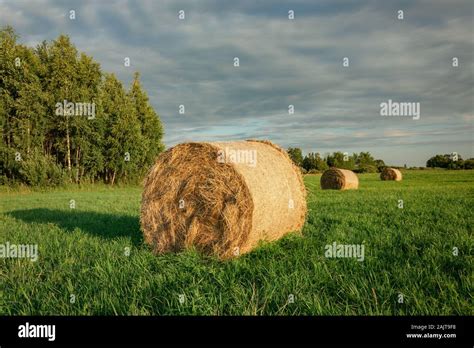 Big Hay Bale On A Green Meadow Trees And Clouds On The Sky Stock Photo