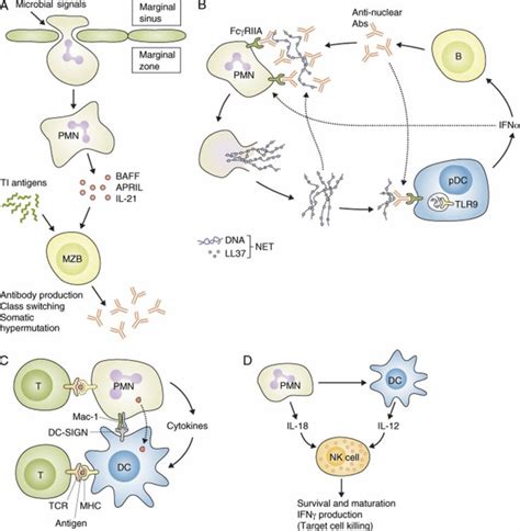 Neutrophils Neutrophils Function Causes Of Low Or High Absolute