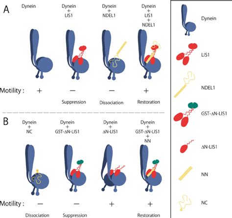 Schematic Diagram Of The Proposed Regulation Of Dynein Motility A