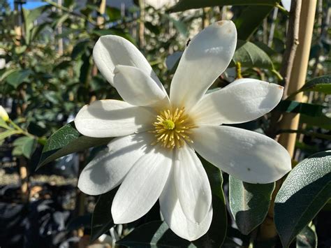 Michelia Fairy White Fairy Magnolia Leafland Limited Best Price