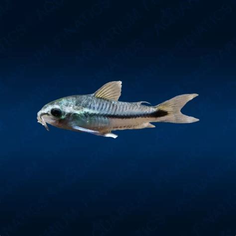 Pygmy Cory Catfish "Corydoras pygmaeus" - Finatics Aquarium