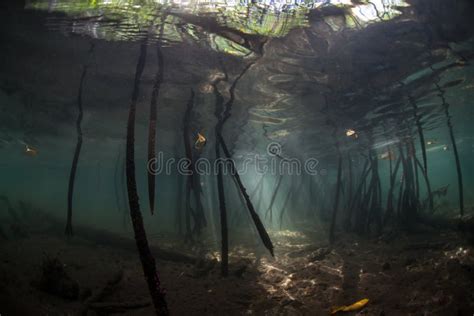 Roots And Blue Water Mangrove In Raja Ampat Stock Photo Image Of