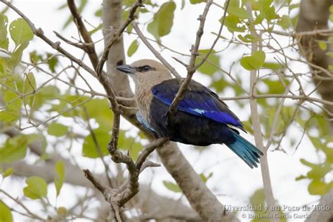 Carraca Blanquiazul Coracias Cyanogaster Mon Gama Y Promiscua