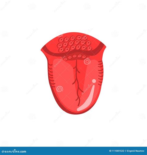 Menselijke Tong De Interne Vectorillustratie Van De Orgaananatomie Op