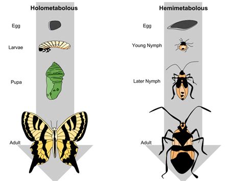 Difference Between Ametabolous and Hemimetabolous | Compare the ...