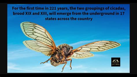 Rare Cicada Phenomenon Brood Xix And Xiii Will Emerge After 221 Years