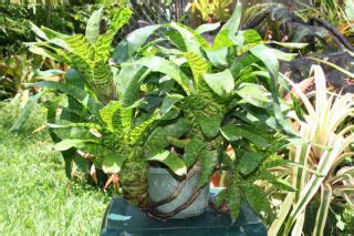 Bromeliad Aechmea Harveys Pride Stately On PopScreen