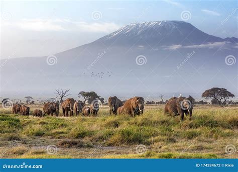 Elephant Herd And Mount Kilimanjaro In Amboseli National Park Kenya