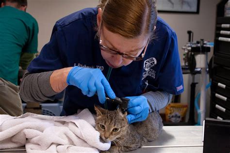 Vaccine And Microchip Clinics Pet Pantry Lancaster