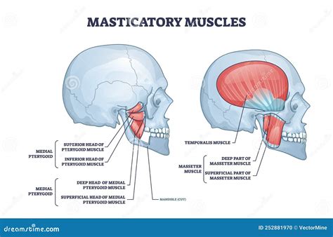 masticatory muscles  cheek bones muscular system anatomy outline