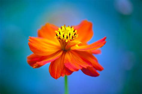 Flower Head Summer Plant Cosmos Nature NGC 720P Color