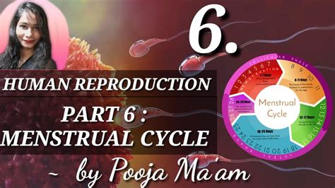 HUMAN REPRODUCTION PART 6 MENSTRUAL CYCLE NEET HSC NCERT