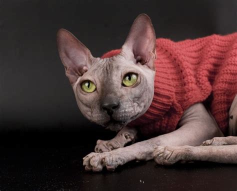Sphynx Kittens Wallpapers - Wallpaper Cave