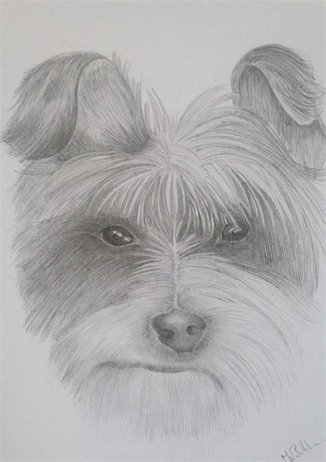 Dog pencil drawing | Dog pencil drawing, Pencil drawings, Sketches