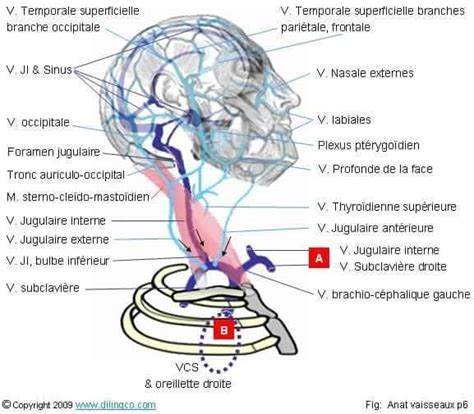 Stimulation Du Nerf Vague Et Acouph Ne Oreille Malade