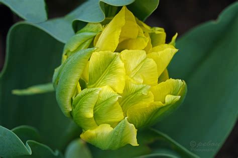 Tulipa Yellow Springgreen Pe Bour Flickr