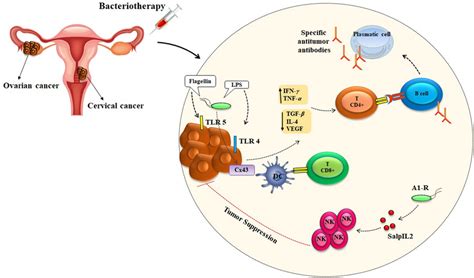 Activation Of The Innate And Adaptive Immune Response In The Download Scientific Diagram