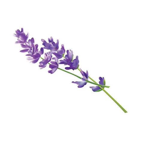 Lavender Flower Elements Vector Illustration Isolated On White