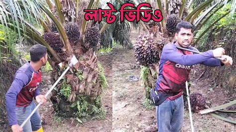 পম ফল কটর কজ শষ ভডও আমর Palm Oil Malaysia Pruning Pokok