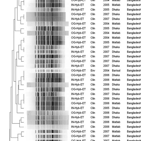 Molecular fingerprinting analysis using pulsed-field gel... | Download ...