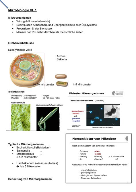 Mikrobiologie Zusammenfassung Mikrobiologie VL 1 Mikroorganismen