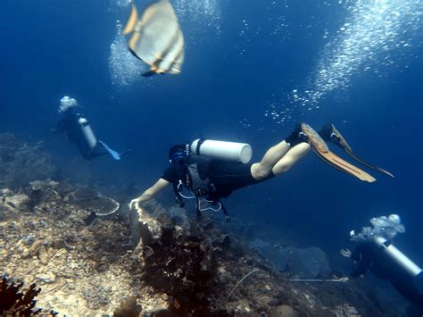 Stratosphäre Zoa CommunityCorals