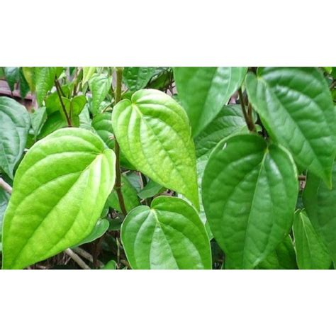 Jual Daun Sirih Herbal Segar Lembar Langsung Dari Kebun Shopee