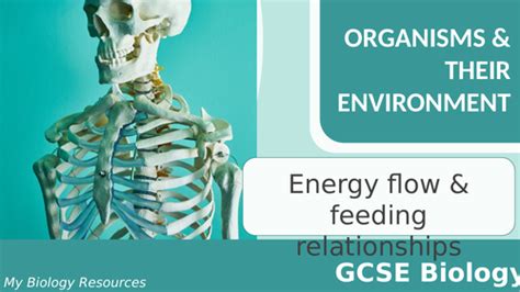 Gcse Biology Energy Flow And Feeding Relationships Worksheet And