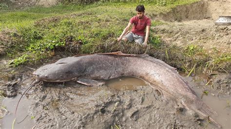 Amazing Hand Fishing Smart Boy Catching Fish By Hand Big Snakehead Fish