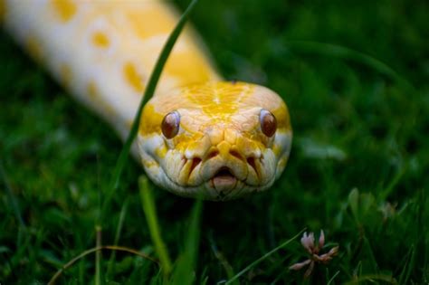 Premium Photo | A snake with a yellow face and red eyes is seen in grass.