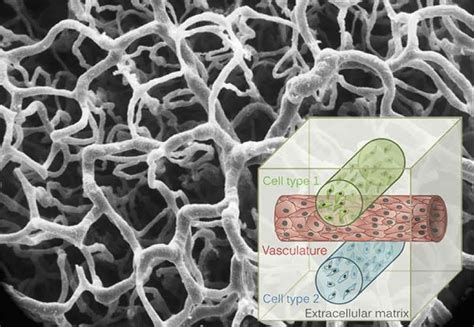 D Bioprinting Applications For In Vitro Modeling Of Cellular