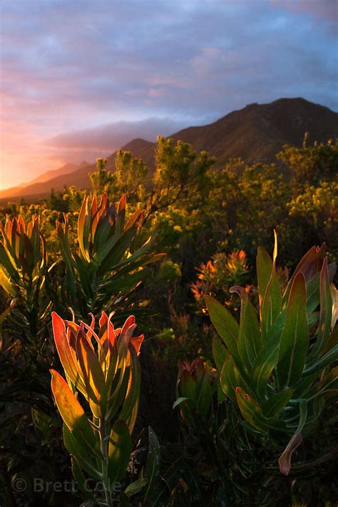 Fynbos Vegetation Typical Fynbos Vegetation Cape Of Good Hope Reserve