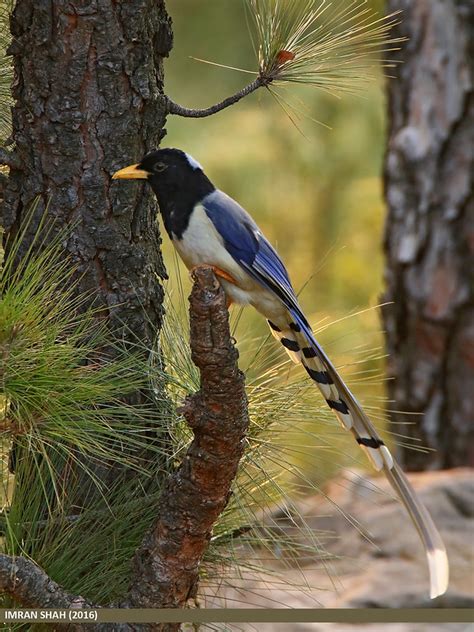 Yellow Billed Blue Magpie Urocissa Flavirostris Photo Call And Song