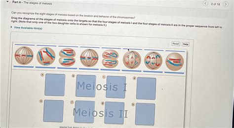 Solved Part A The Stages Of Meiosis2 Of 18Can You Chegg