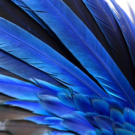 Premium AI Image | Blue grey and white feathers on the wing of a wild ...