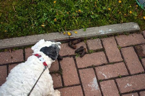 Why Do Dogs Eat Cat Poop 6 Reasons And How To Stop It