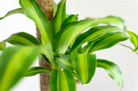 Mastering Dracaena Fragrans Care Plantly