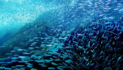 What Are Brisling Sardines? | Sciencing