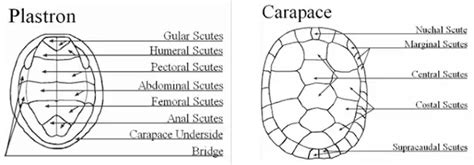 How Strong Is A Tortoise Shell? Explained Facts With Scientific Data