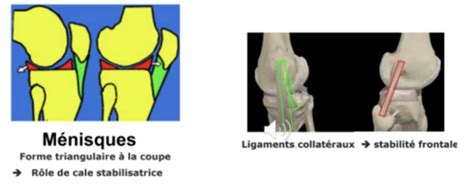 S Miologie Du Genou Flashcards Quizlet