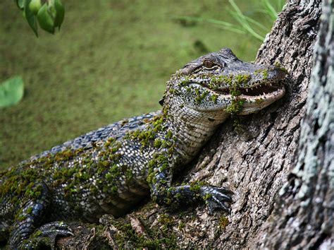 Аллигаторы (лат. Alligator) - Удивительный Мир Животных