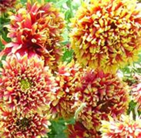 Gaillardia plant and seed varieties from rich farm garden